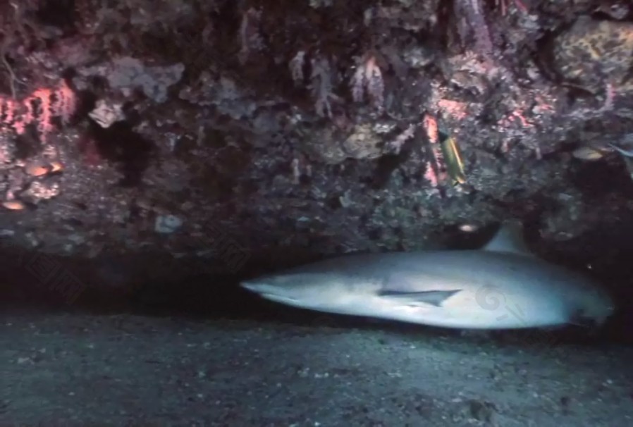 海底生物