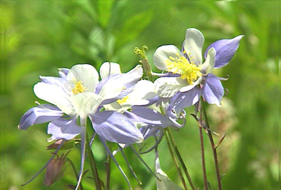 花朵模板下载