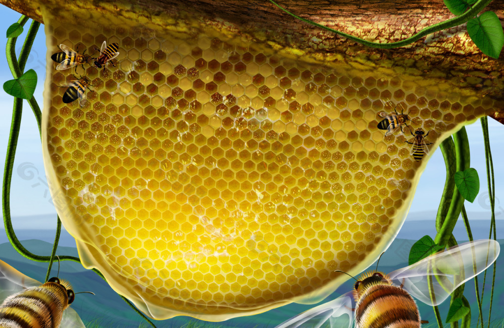 蜜蜂  蜂窝