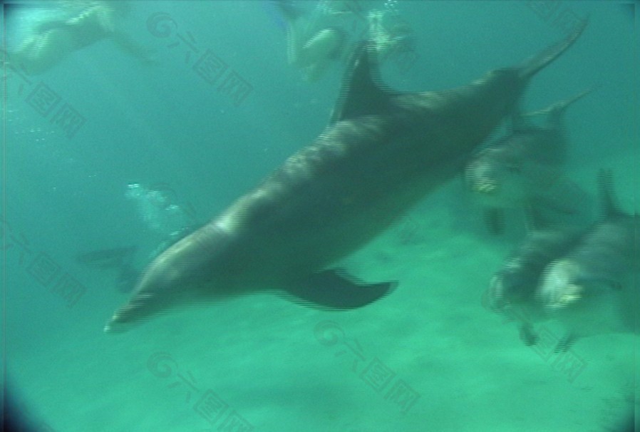 海底生物模板下载