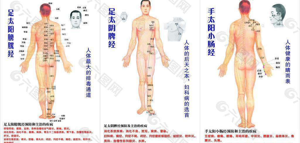 人体经络穴位图片