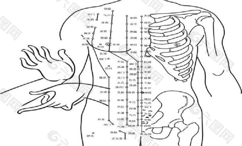 穴位图图片