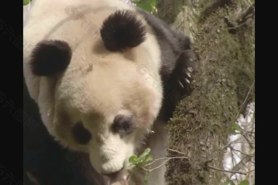 野生小熊猫素材下载