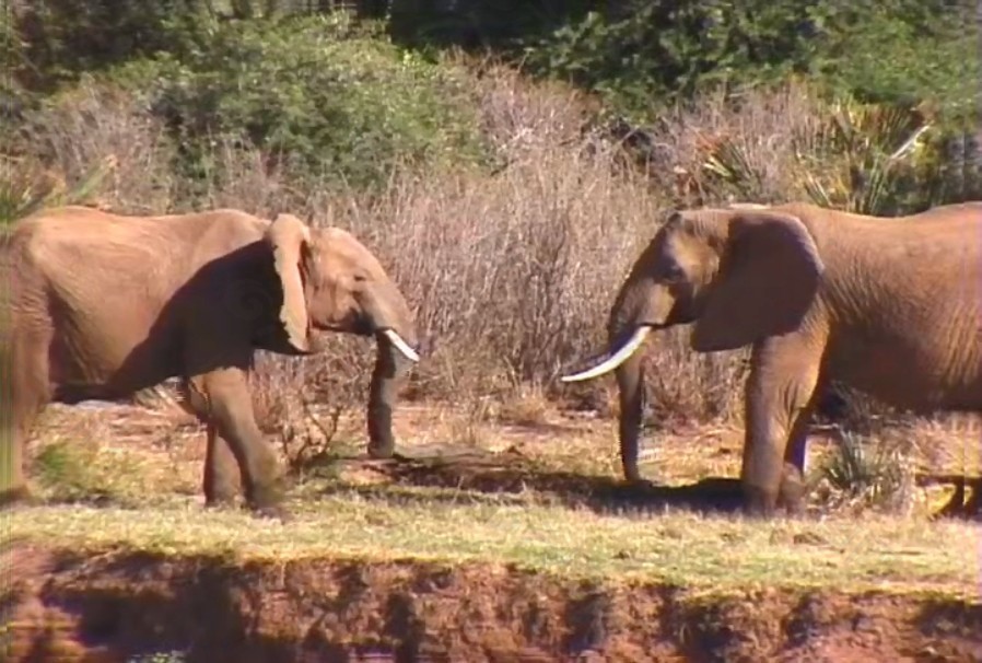 大象活动视频频素材素材下载