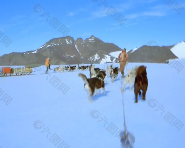 狗拉雪橇视频素材