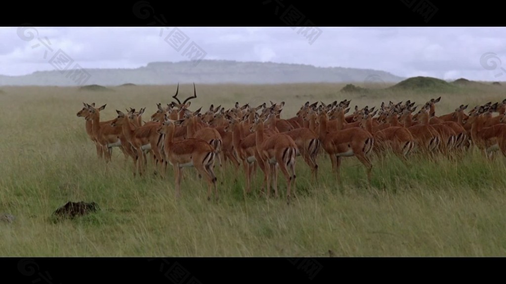 羚羊活动视频频素材素材下载