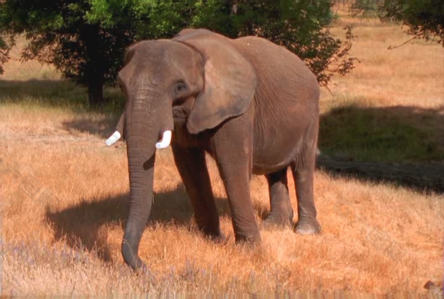大象活动视频频素材素材下载