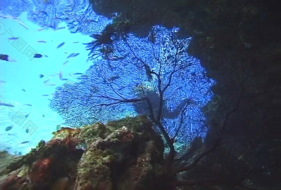 海底海洋生物视频素材模板下载