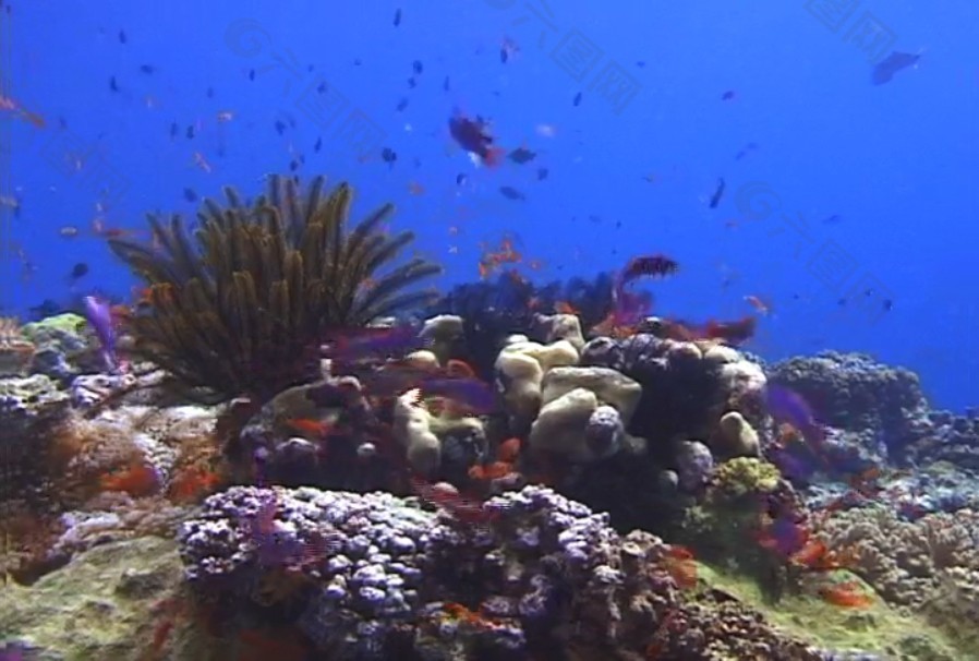 海底世界视频素材