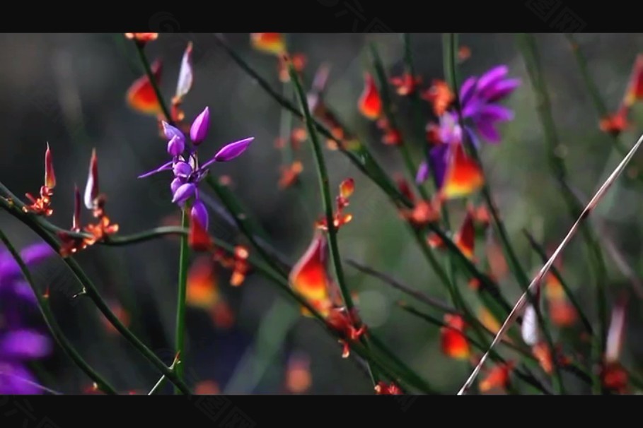植物花朵背景视频素材素材下载
