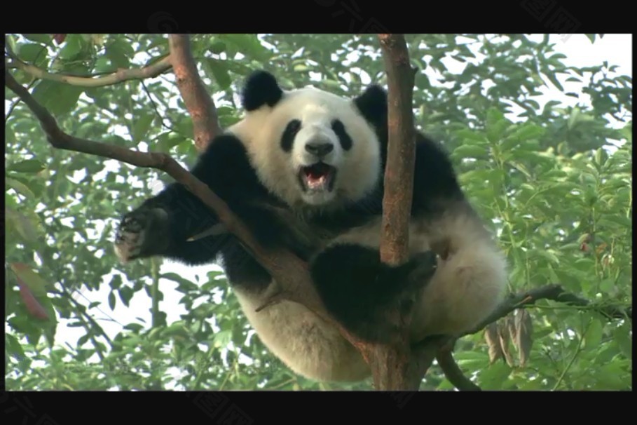 大熊猫吃竹子素材下载