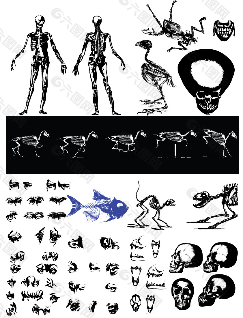 生物进化人体骨骼示意图