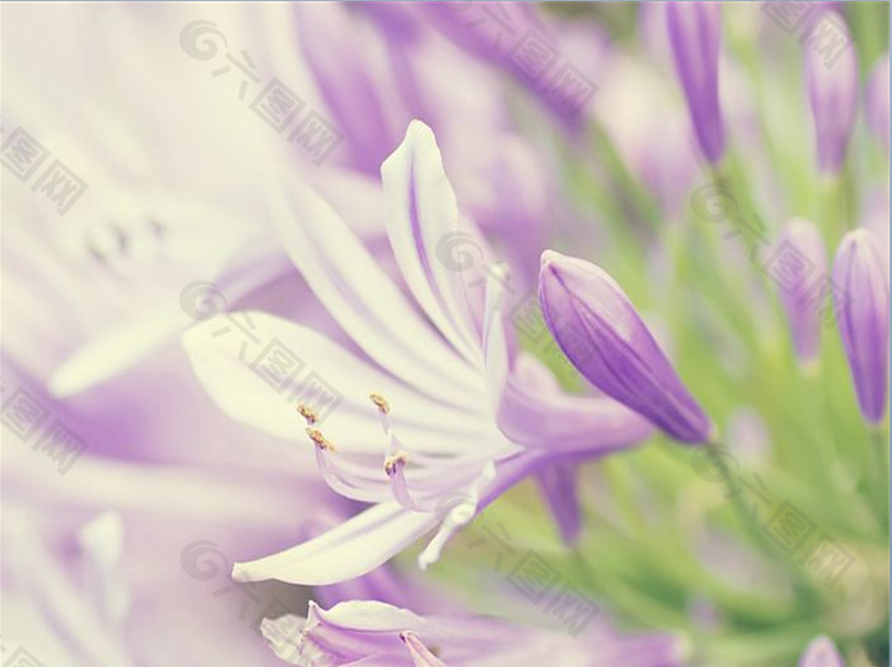 紫色鲜花花卉主题ppt模板