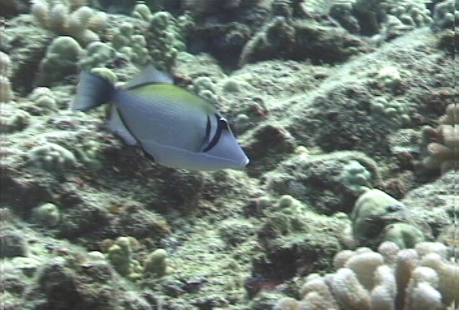 海洋生物素材下载