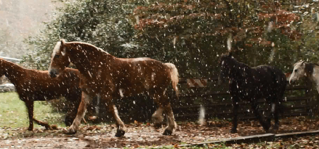 雪中的马