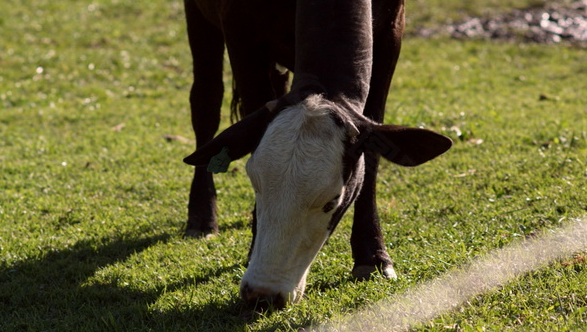 低头吃草的奶牛