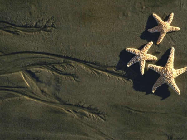沙滩海星背景ppt模板