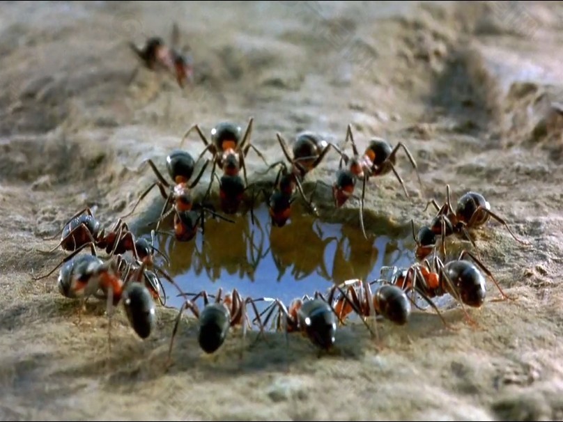 蚂蚁喝水素材下载