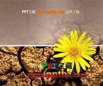 黄土地上的小黄花ppt模板下载