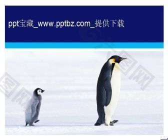 南极企鹅ppt模板