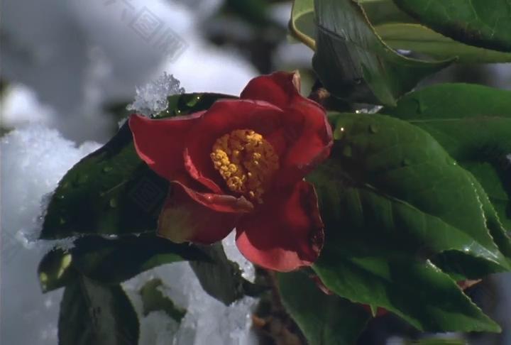 雪中的一朵花