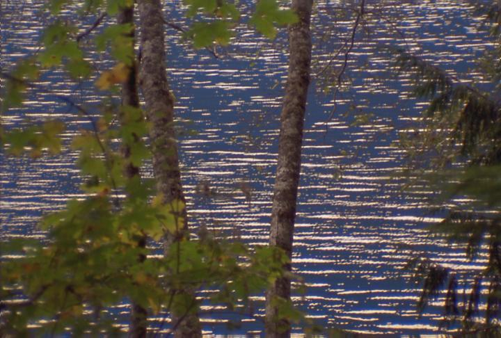 湖边树林