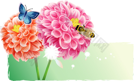蝴蝶和蜜蜂飞在大花葱里