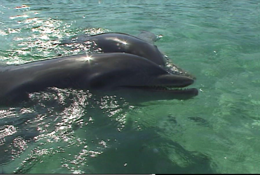 海底生物