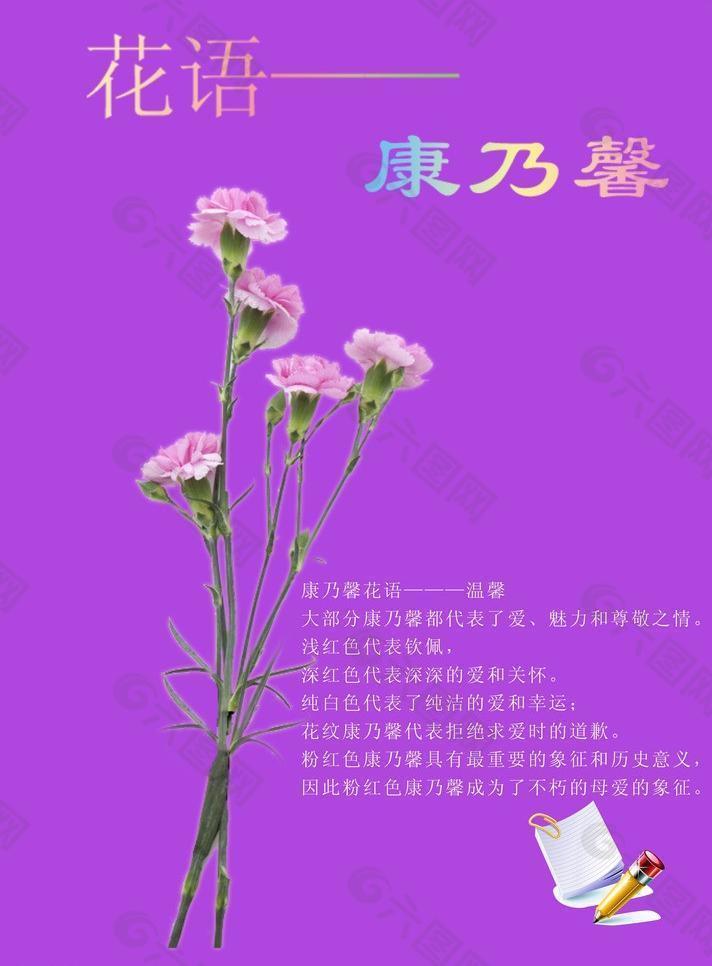 不同颜色康乃馨花语图片