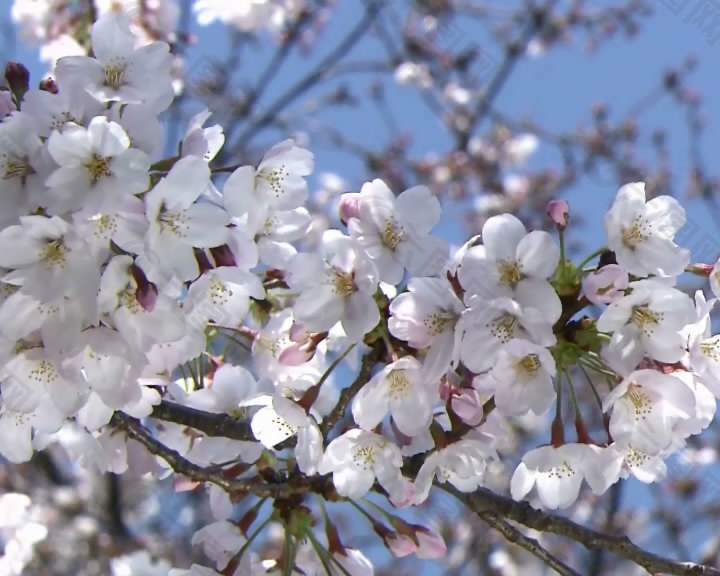 樱花特写实拍视频