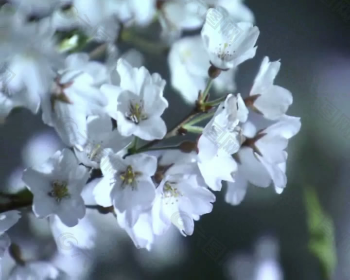 樱花视频素材