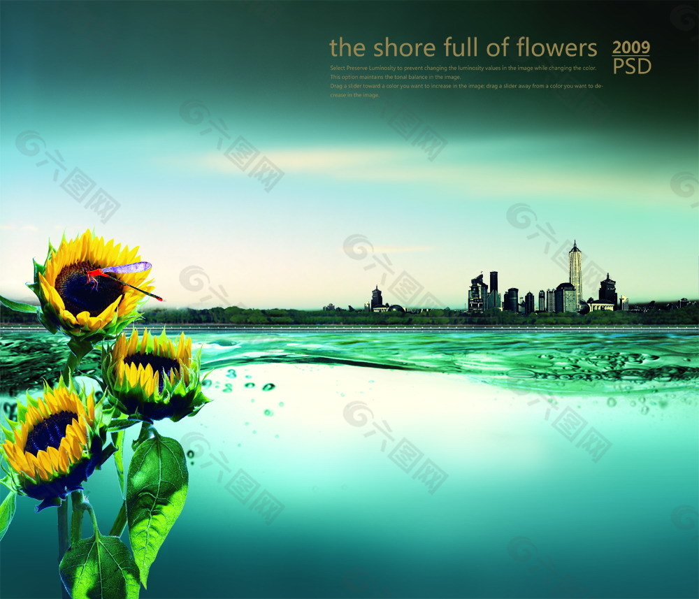 湖边的太阳花