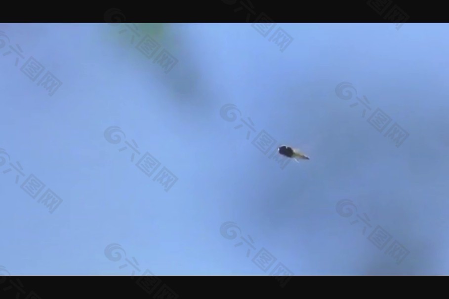 湖水蜻蜓实拍视频素材素材下载