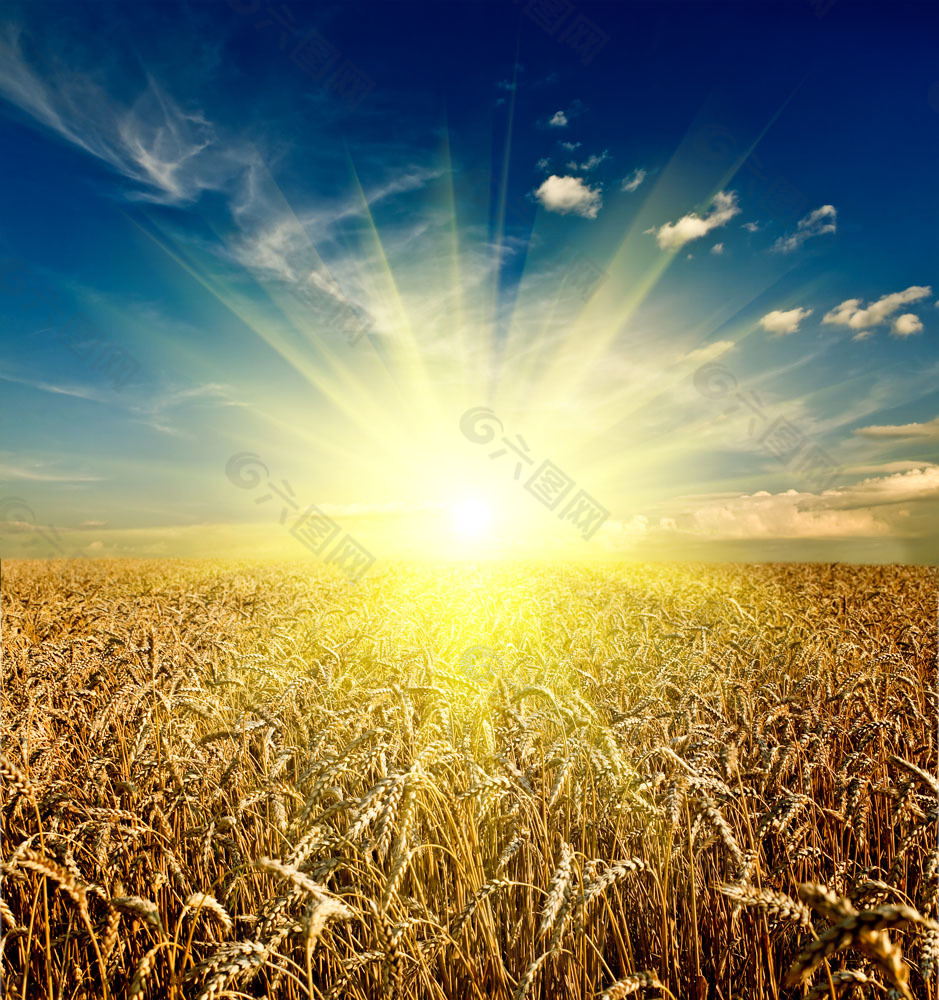 金色太陽稻田背景素材