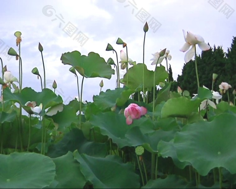 荷花特写素材下载