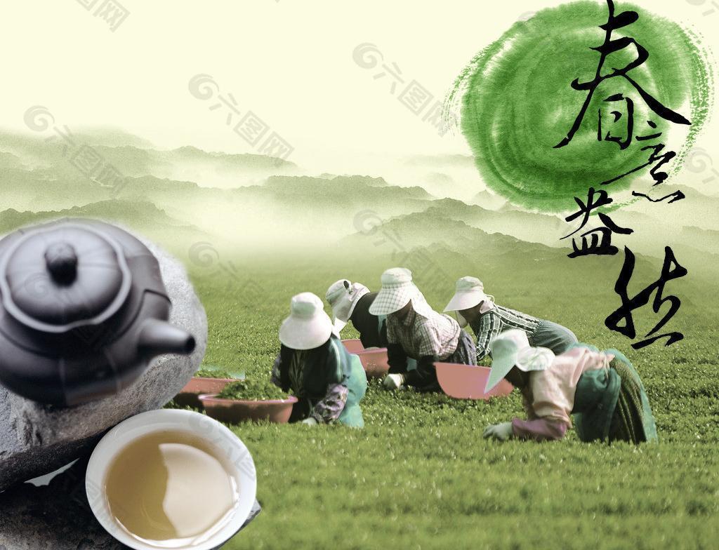 春意盎然茶图片