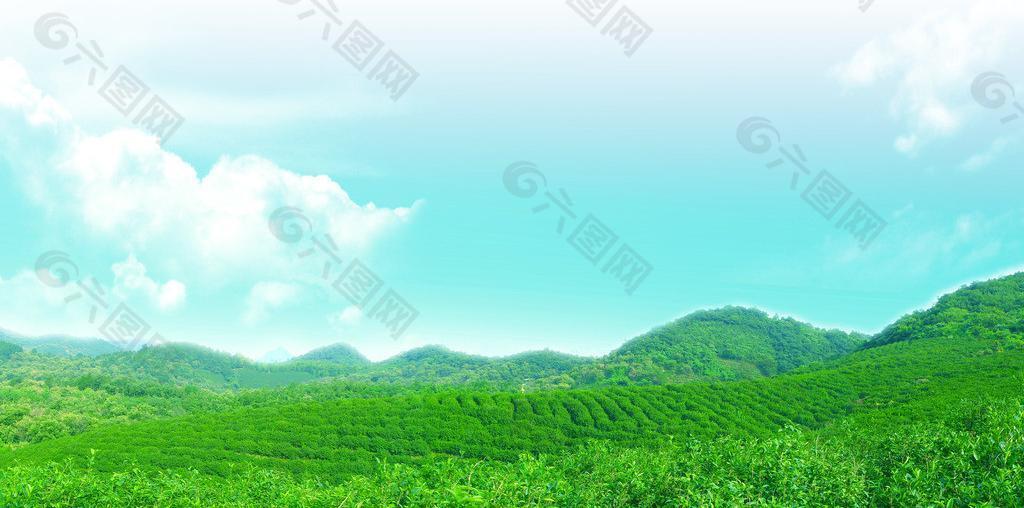 茶山 茶园绿色生态风景图片