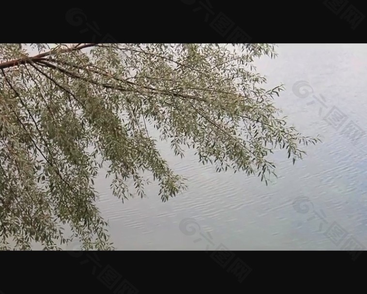 湖水树木视频素材素材下载