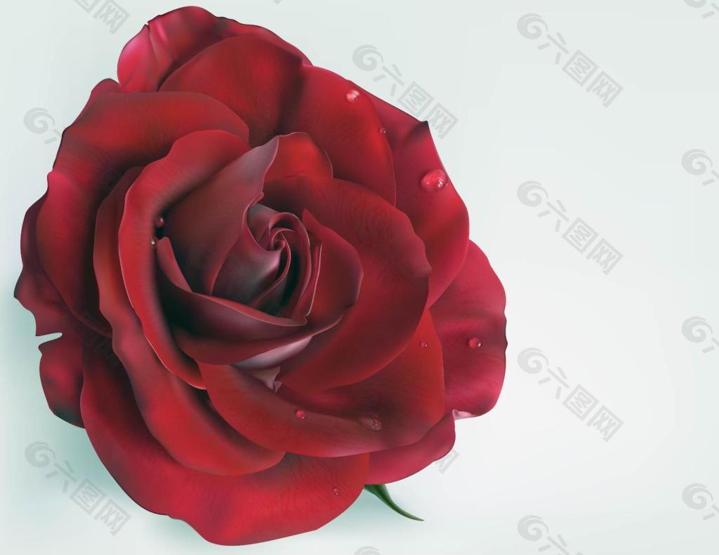 有露水露珠的鲜艳欲滴的深红玫瑰花