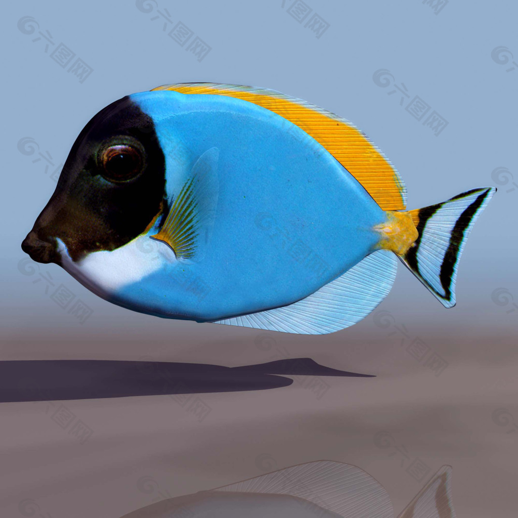 热带鱼3D模型
