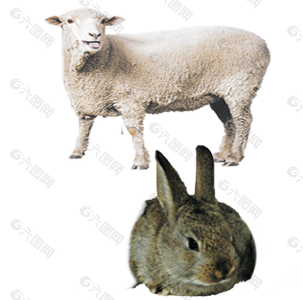 羊和兔 亲密图片