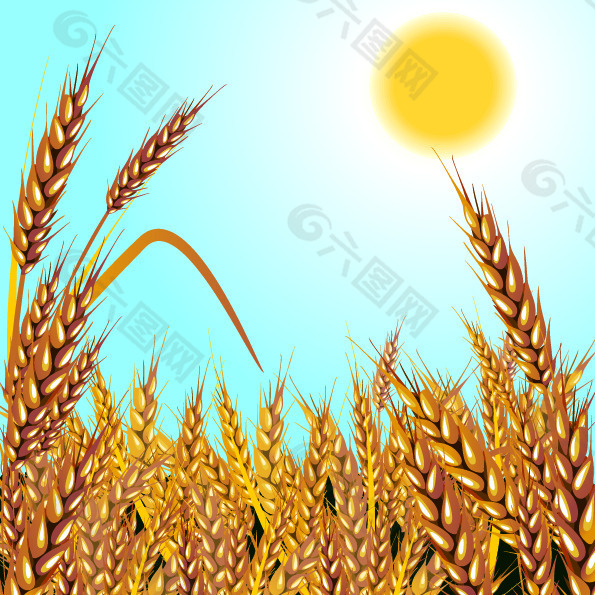 小麦大丰收