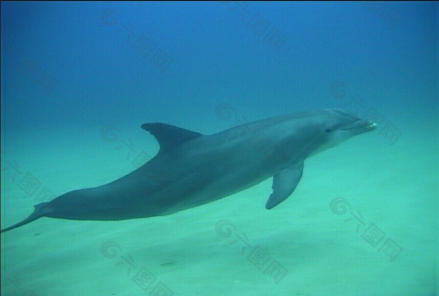 海洋生物模板下载