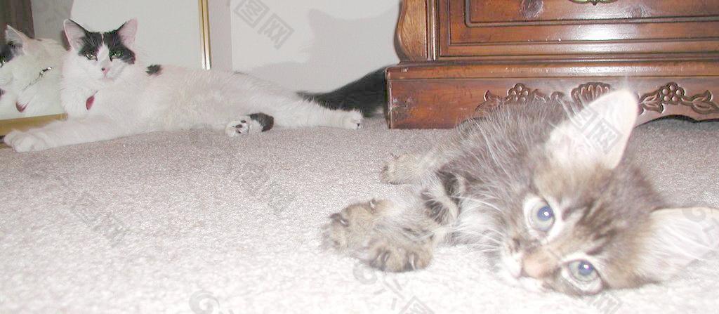地毯上的猫图片