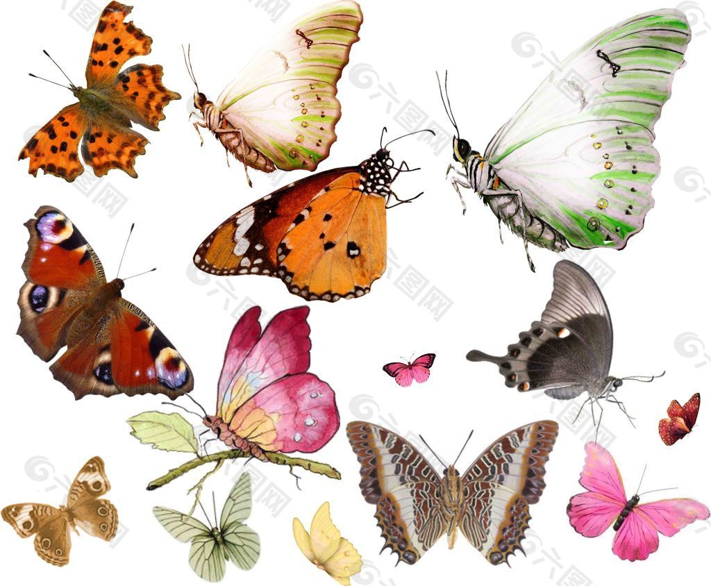 蝴蝶图片素材免费下载 - 觅知网