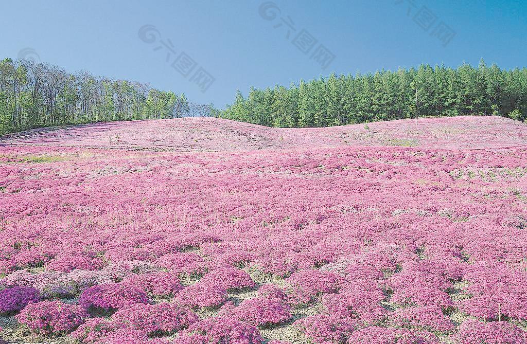 粉色的野花地毯图片