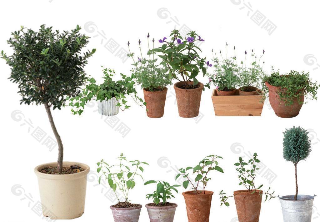 盆栽 植物图片