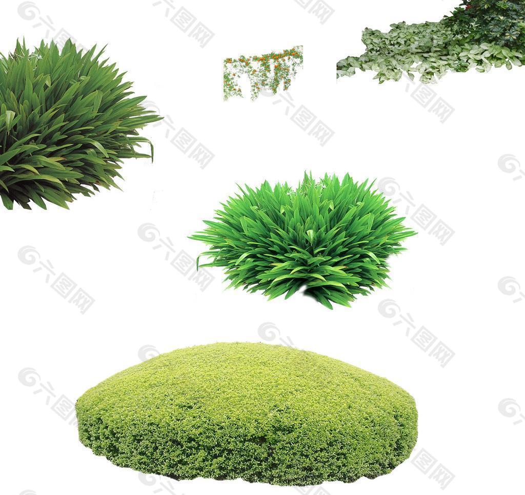 草地 草坪 植物图片