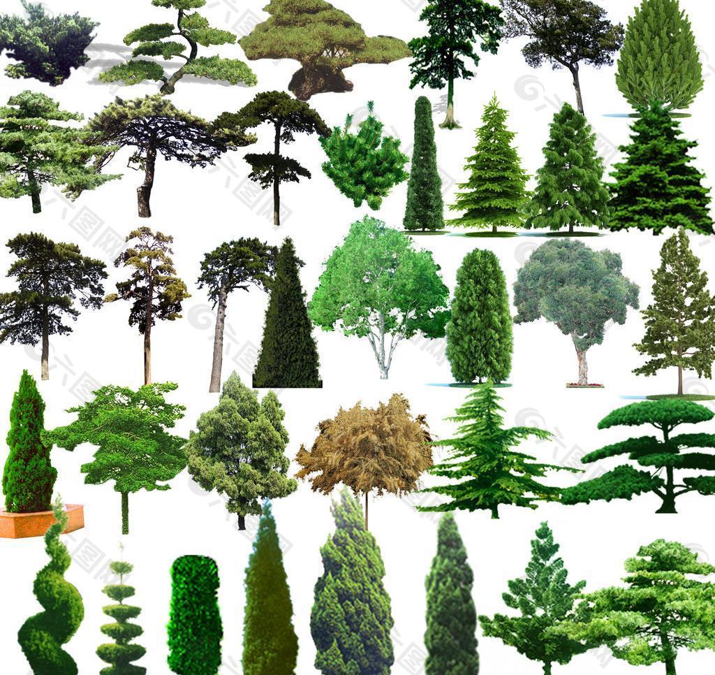 松树分类及图片大全图片