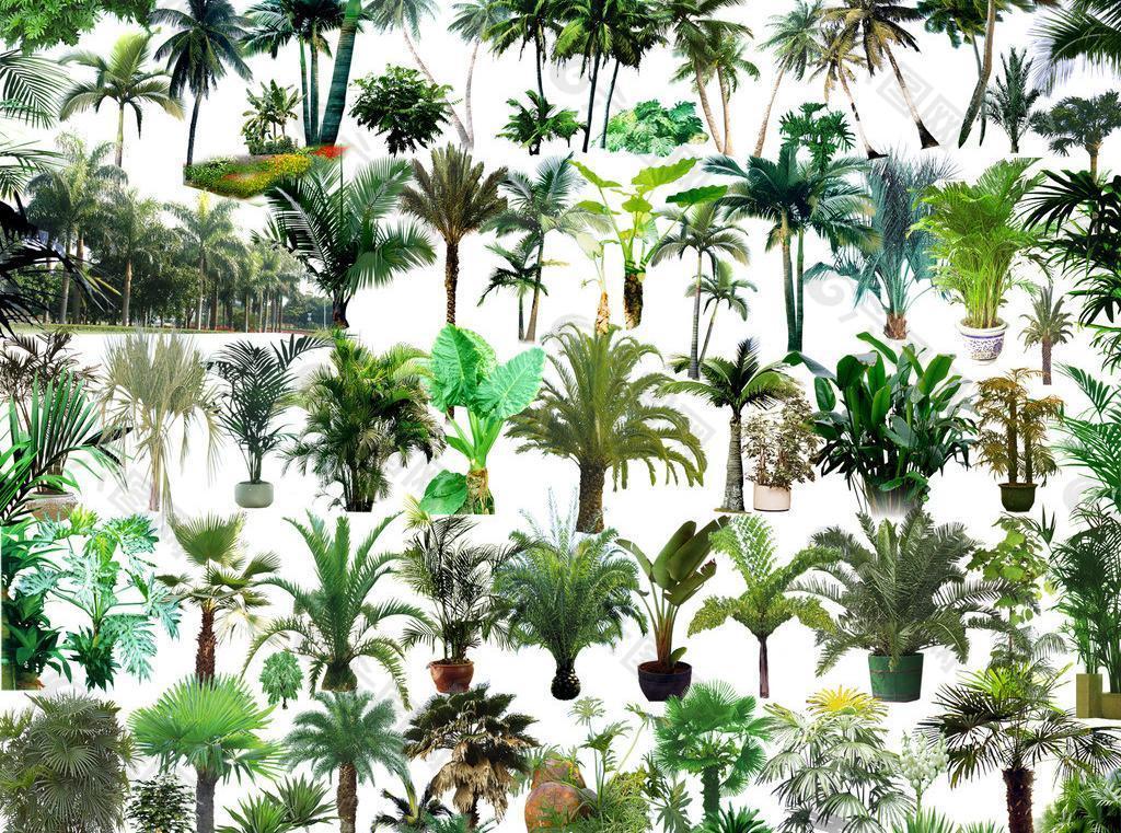 棕树 椰树素材图片